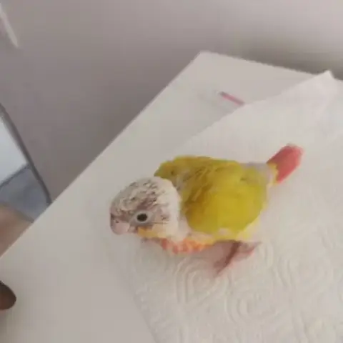 Jeunes Conures Molinae Suncheek Et Moncheek