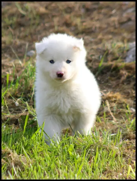 Laika De Iakoutie  Blue Diamond L'Eden Des Shokou