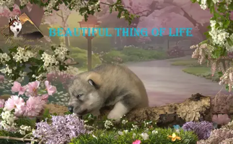 Siberian Husky  Beatiful Thing Of Life De Naya'S Drea f9437 photo 3