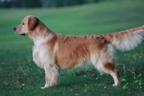 Golden Retriever  Chiot N°6 Du Ruisseau De La Groseil 47399 photo 2