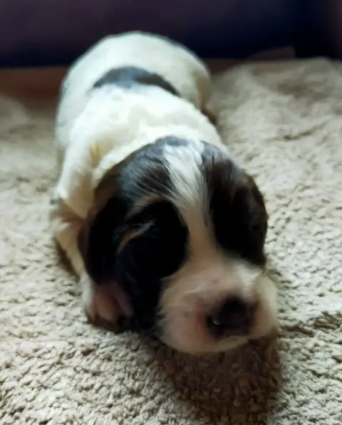 Epagneul Français  Chiot N°2 Des Terres Du Doux Lieu 83d3d