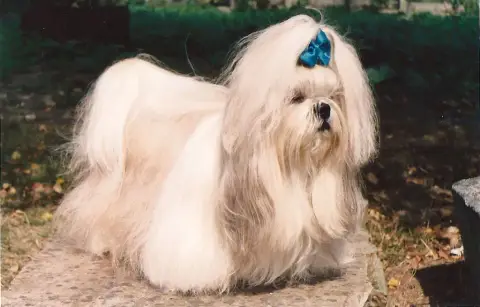Shih Tzu  Chiot N°1 Du Domaine Du Village Fleuri photo 3
