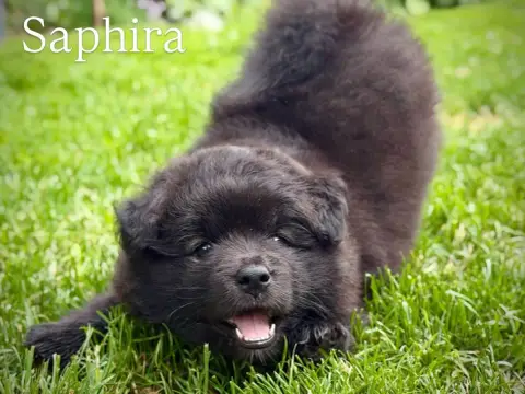 Chien Finnois De Laponie  Brisingr Saphira Norhowynn 24865 photo 2