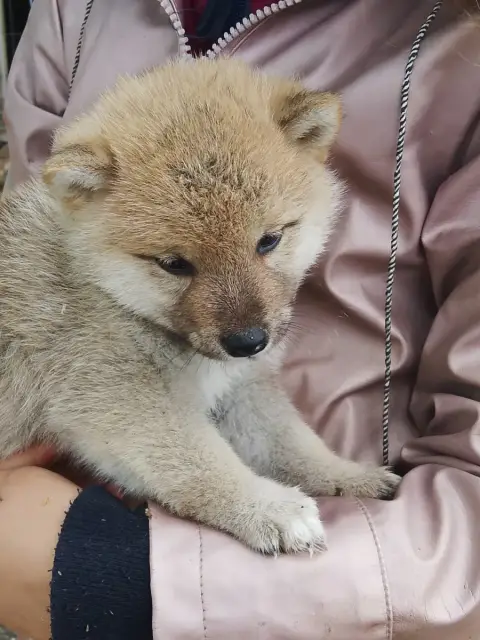 Shiba  Chiot N°5 Des Fringants Complices photo 2
