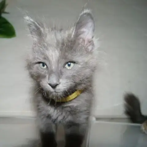 Chatons Angora Turc À Adopter