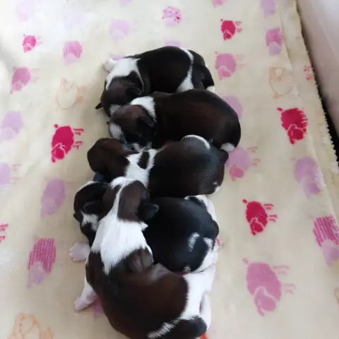 Shih Tzu  Chiot 5 Des Trésors De Kailash