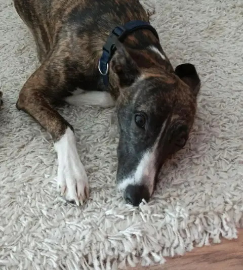 Whippet  Chiot 4 Du Haras Eclair Horside'Whip photo 3
