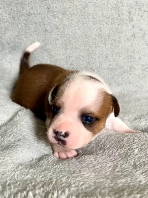 Staffordshire Bull Terrier  Fauve Et Blanc Patasnegra fffa2 photo 3