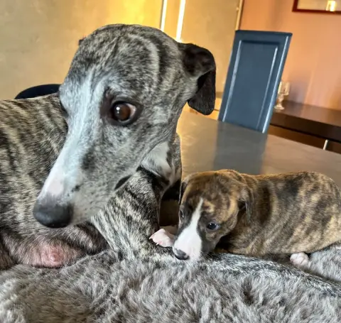 Whippet  Chiot N°6 Du Domaine Le Haut Blanc Mesnil photo 2