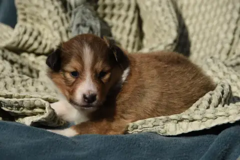 Shetland Sheepdog  Chiot N°4 Des Collines De Sagne
