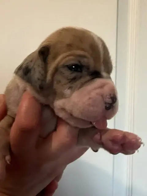 Dogue Allemand  Chiot N°9 Des Gardiens De L'Homme