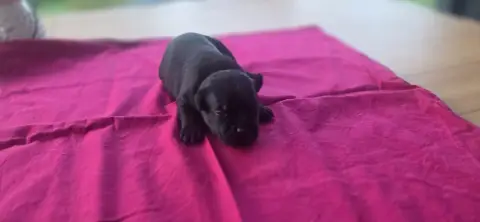 Staffordshire Bull Terrier  Chiot N°3 Of Hurricane St 2960e