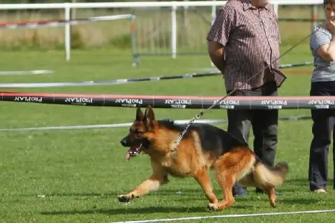 Berger Allemand  Vert Des Vergers Des Hespérides photo 3