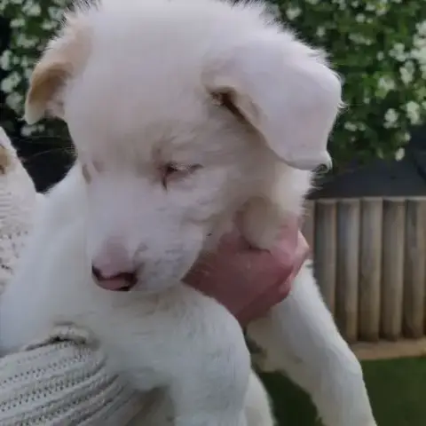 Chiot