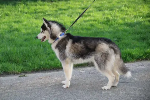 Siberian Husky  Alto Noir Et Blanc Des Legendes Du Tr df6dc photo 3