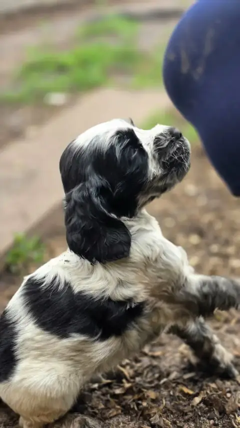 Cocker Spaniel Anglais  Mâle Bleu Des Lacs De La Cote 4e001