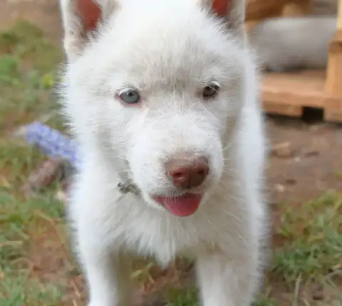 Siberian Husky  Astarion Of Bright Star Syrius photo 3