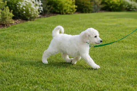 Caniche  Chiot 1 Baya Des Naïades Du Pays Des Cigalou 34d40