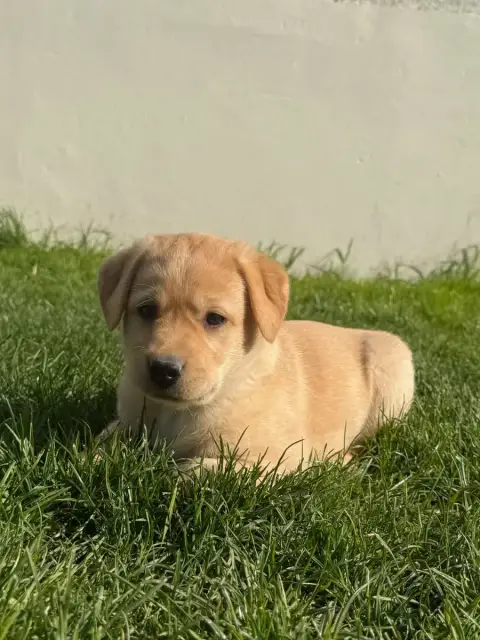 Labrador Retriever  Chiot N°9 Du Moulin De Madjurie 0830a