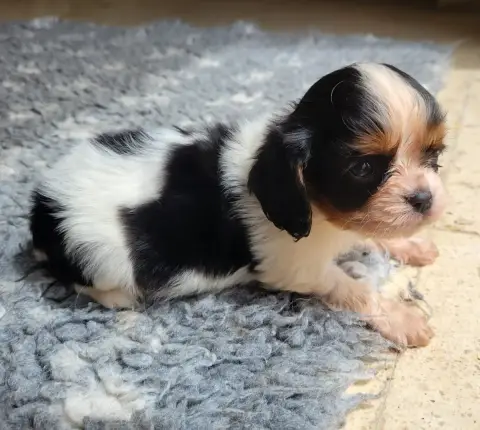 Cavalier King Charles Spaniel photo 2