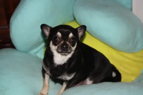 Chihuahua  Bayla Des Hortz Aux Barronnies photo 3