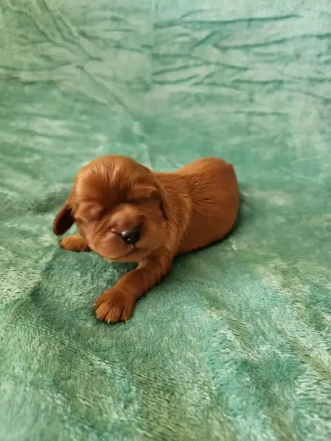 Cavalier King Charles Spaniel  Chiot 4 Du Royaume De  4d138