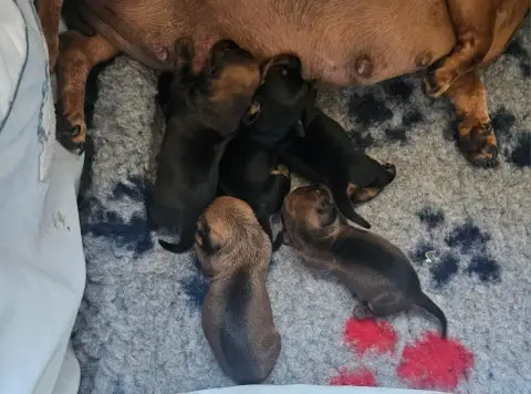 Teckel Poil Ras  Chiot Nain Ou Kaninchen Fauve Des Am 07fd3