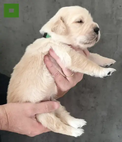 Golden Retriever  Bugatti Des Bois Ronflants