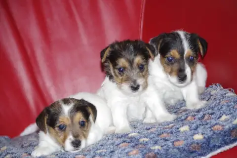 Jack Russell Terrier  Bergere A L'Ouest Des Prés De L e9fa5 photo 3