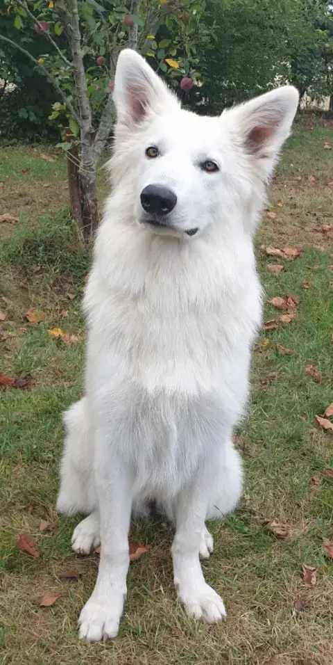 Berger Blanc Suisse  Chiot 1 Du Flo Des Roses photo 3