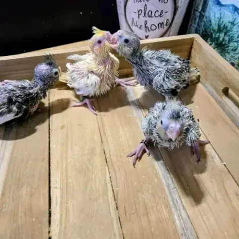 2 Couvées De 4 Calopsittes Eam A Adopter Bientot.