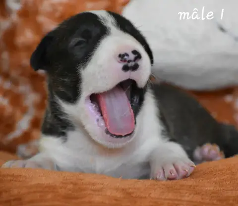 Bull Terrier photo 2
