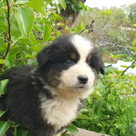 Berger Australien  Chiot N°8 - photo 3
