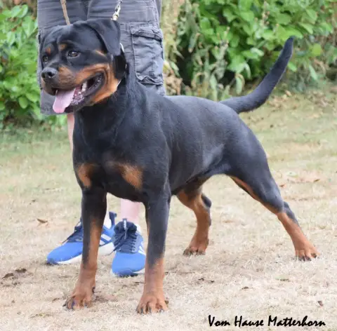 Rottweiler  Chiot N°1 Von Der Vieren Satt photo 2