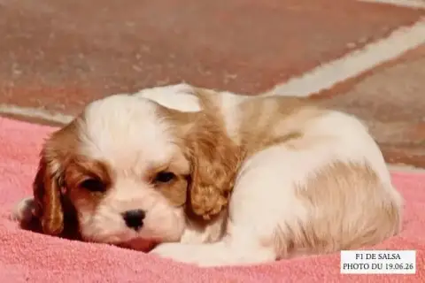 Cavalier King Charles Spaniel  Salsa F1 De La Bastide 79e18