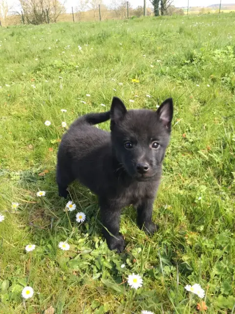 Schipperke  Bruce De Jerrie Black
