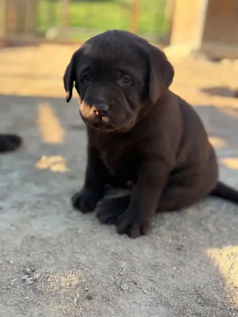 Labrador Retriever  Chiot 5 Du Domaine De Terrut