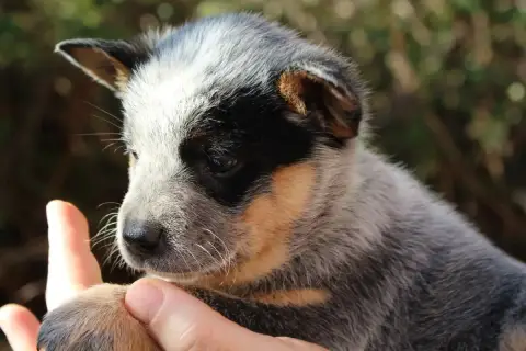 Bouvier Australien photo 2