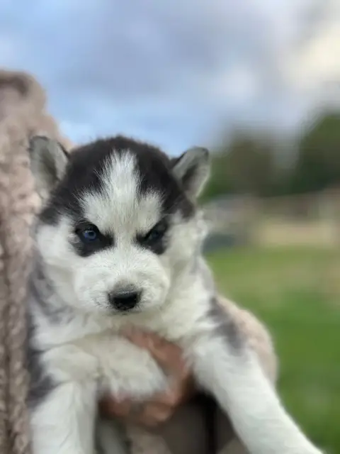 Siberian Husky  Chiot 1 Du Domaine Pacifique photo 2