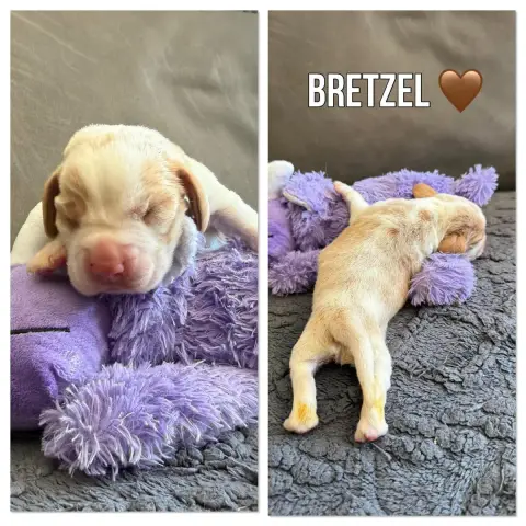 Beagle  Bretzel De La Vignelais