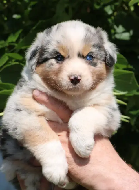 Berger Australien  Chiot N°6 De Windy'Stia