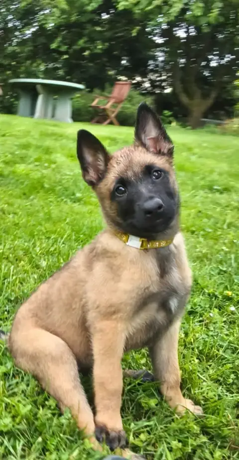 Berger Belge  Chiot N°7 Du Lac Merlas