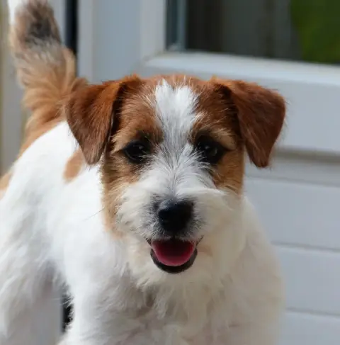 Jack Russell Terrier  Beegees Lacus Meduli photo 3