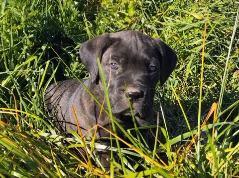 Cane Corso  Collier Noir De La Tribu Amazone photo 3
