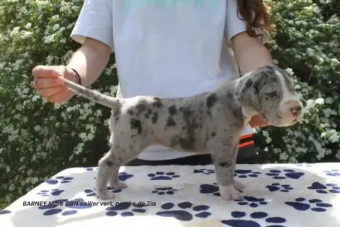 Dogue Allemand  Barney Du Clos Du Bonheur photo 3