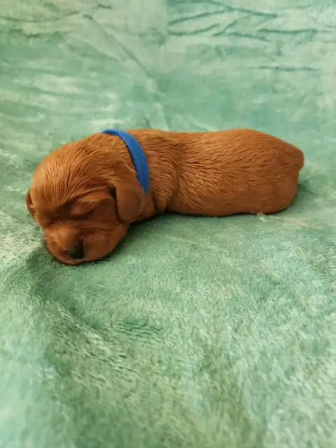Cavalier King Charles Spaniel  Chiot 6 Du Royaume De  5fca3 photo 2