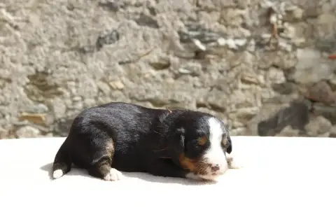 Bouvier Bernois  Chiot 5 De La Vallée De L'Hyrome photo 2