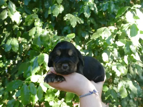 Cocker Spaniel Anglais photo 2