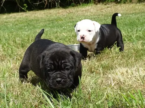 Bulldog Continental  Bagherra Du Mont De L'Aigle photo 3