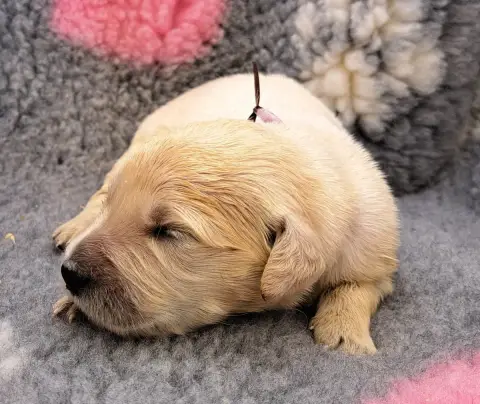 Golden Retriever  Bacco photo 2